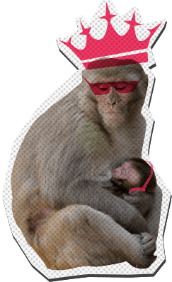 Monkey